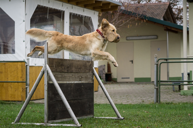 Hund springt über Hindernis